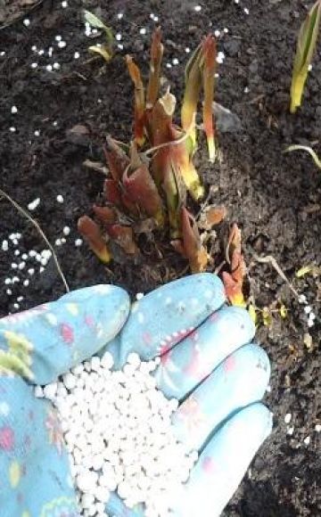 Nên chọn loại phân nào để bón cho hoa tulip khi trồng vào mùa thu