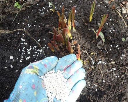 Vilka gödselmedel att välja för att mata tulpaner när du planterar på hösten