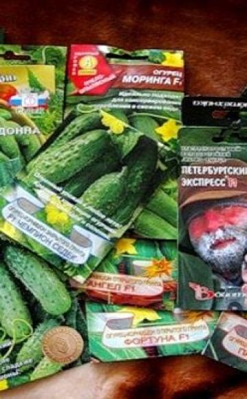 Beschrijving van de beste komkommerzaden en beoordeling van de meest productieve variëteiten voor 2020