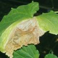 Kodėl agurkų lapų kraštai nudžiūsta ir ką daryti