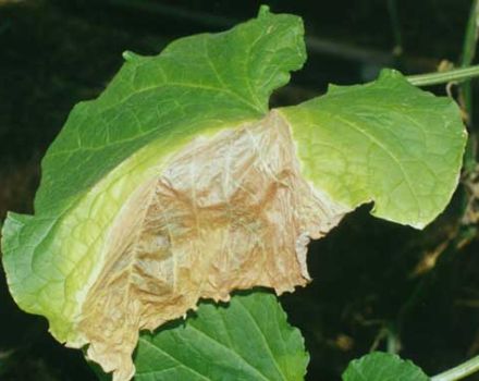 Perché i bordi delle foglie dei cetrioli si asciugano e cosa fare