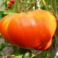 Características y descripción de la variedad de tomate Pride of Siberia