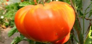 Tomaattilajikkeen ominaisuudet ja kuvaus Pride of Siberia