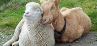 Descripció i característiques de la cabra i de les ovelles i la diferència entre aquests animals