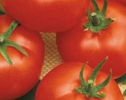 Descripción de la variedad de tomate Iceberg y sus características