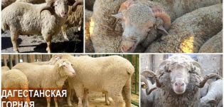 Opis a charakteristika plemena oviec Dagestan, výživy a plemena