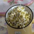 How to sprout beans quickly and correctly at home in 1 day