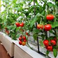Panoramica delle varietà di pomodori ampel e le sottigliezze della loro coltivazione