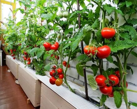 Overview of ampel tomato varieties and the subtleties of their cultivation