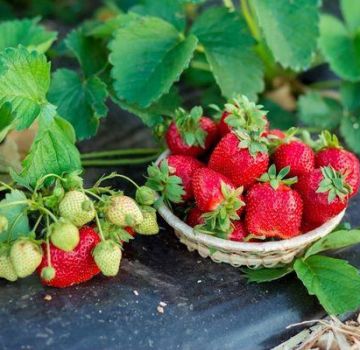 Lista över de bästa fungiciderna för behandling av jordgubbar och jordgubbar