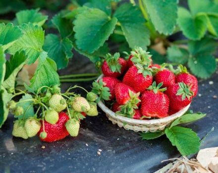 Lista de los mejores fungicidas para el tratamiento de fresas y fresas