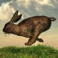Hoe je een konijn kunt vangen, methoden en instructies voor het maken van vallen