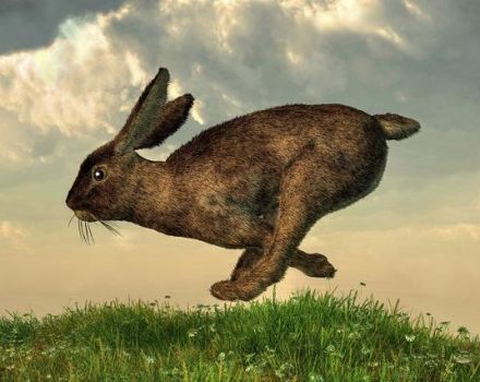 Cómo se puede atrapar un conejo, métodos e instrucciones para hacer trampas.