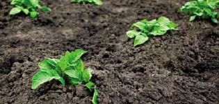 Wie kann man Kartoffeln im Land richtig anbauen und pflegen?