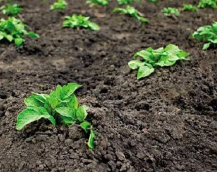 Jak správně pěstovat a pečovat o brambory v zemi?