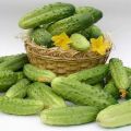 What varieties of cucumbers for open ground are best planted in the Moscow region