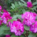 Beskrivelse og karakteristika for underklasser af rhododendron Rasputin, plantning og pleje