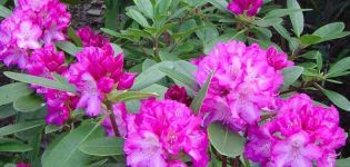 Description and characteristics of subclasses of rhododendron Rasputin, planting and care