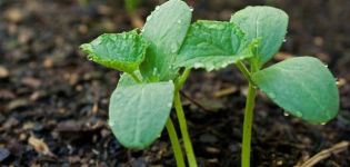 Com plantar, conrear i tenir cura de les plantes de cogombres
