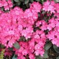 Beschreibung und Eigenschaften von 16 Unterklassen von Yakushimansky Rhododendron, Pflanzung und Pflege