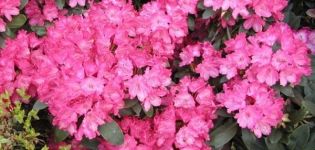 Description and characteristics of 16 subclasses of Yakushimansky rhododendron, planting and care
