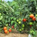 What varieties of low-growing tomatoes are best for open ground