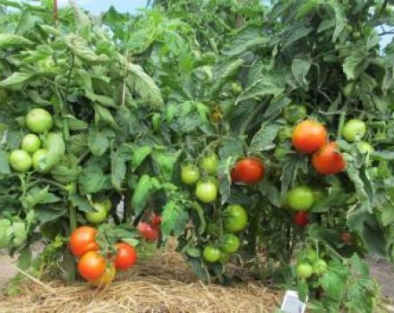 Welche Sorten von niedrig wachsenden Tomaten eignen sich am besten für offenes Gelände?