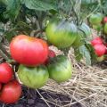 Características y descripción de la variedad de tomate enano mongol, su cultivo y rendimiento.