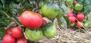 Đặc điểm và mô tả của giống cà chua lùn Mông Cổ, cách trồng và năng suất của nó