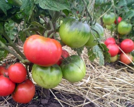 Caratteristiche e descrizione della varietà di pomodoro nano mongolo, sua coltivazione e resa