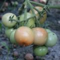 Charakteristika odrůdy rajčat Popelka, kultivační vlastnosti