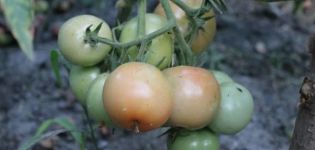 Χαρακτηριστικά της ποικιλίας ντομάτας Σταχτοπούτας, χαρακτηριστικά καλλιέργειας