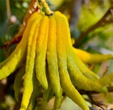 Description of citron of the Buddha Hand variety, rules of planting and care at home