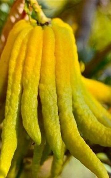 Budos rankos veislės citrinos aprašymas, sodinimo ir priežiūros namuose taisyklės