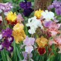 Descripció de varietats d’iris amb barba, plantació i cura en camp obert
