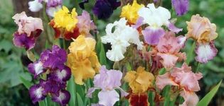 Açık alanda sakallı iris çeşitlerinin tanımı, ekimi ve bakımı
