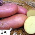 Descrizione della varietà di patata Arosa, caratteristiche di coltivazione e resa