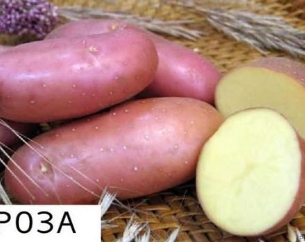 Arosa kartupeļu šķirnes, audzēšanas pazīmju un ražas apraksts
