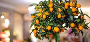 Description de la variété de citron de Tachkent, culture et soins à domicile