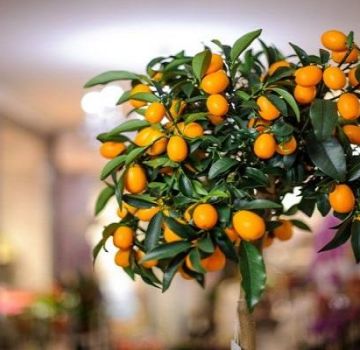 Opis odrody citróna Taškent, pestovania a starostlivosti doma