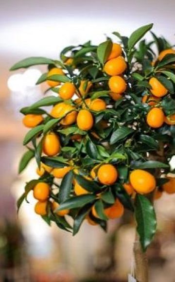 Descrizione della varietà di limone di Tashkent, coltivazione e cura a casa