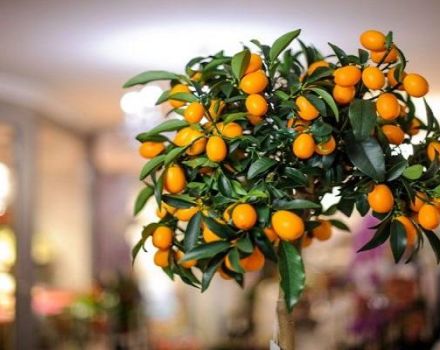 Beschrijving van de Tashkent-citroensoort, thuis kweken en verzorgen