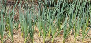 Description of the Bogatyr garlic variety, its characteristics and cultivation