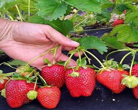 Paglalarawan at mga katangian ng iba't ibang Arosa strawberry, teknolohiya ng paglilinang