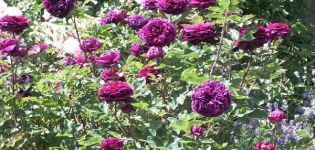 Description et caractéristiques de la rose grimpante de la variété Prince, règles de culture