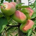 Mô tả và đặc điểm của giống táo Hương thảo, ở vùng nào thì cho trái tốt hơn