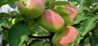 Opis i karakteristike sorte jabuke Ružmarin, u kojim regijama bolje unosi plod