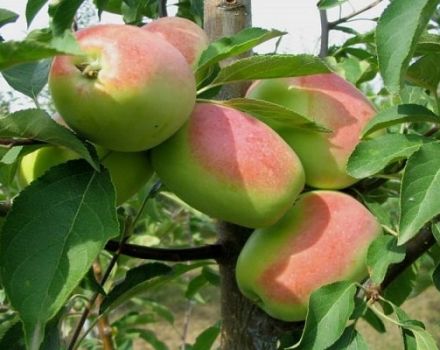 Opis a charakteristika odrody jabĺk Rosemary, v ktorej oblasti prináša lepšie ovocie