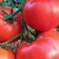 Tomaattilajikkeen ominaisuudet ja kuvaus King of large