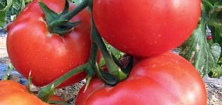 Characteristics and description of the tomato variety King of large